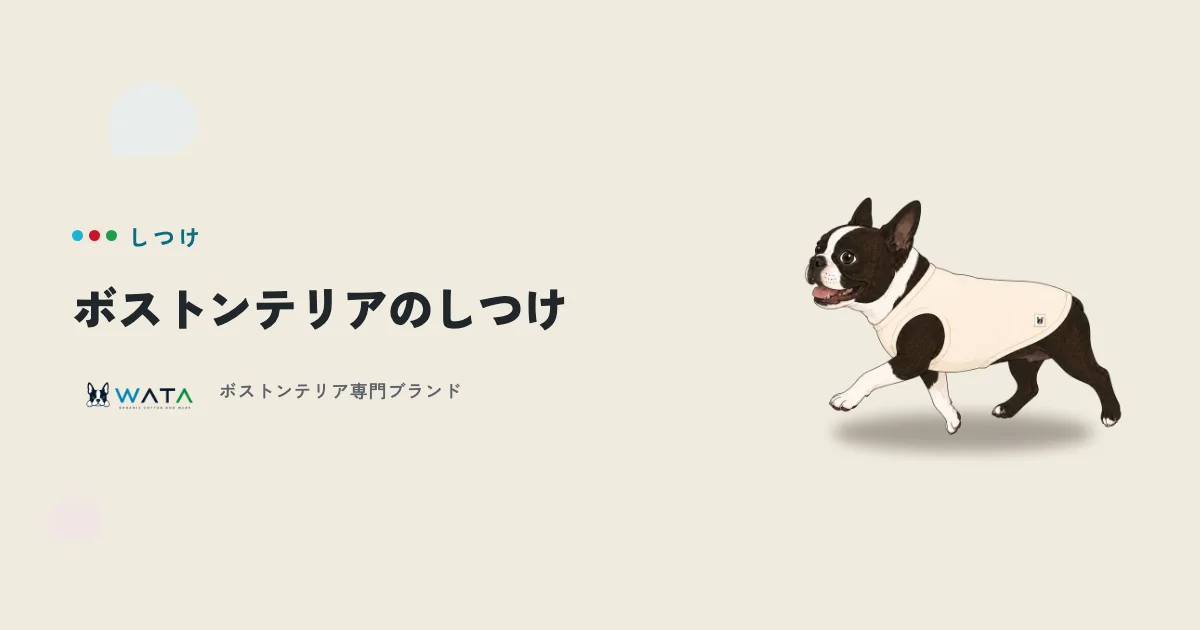 ボストンテリアのしつけは難しい?トイレ・無駄吠え・噛みの直し方