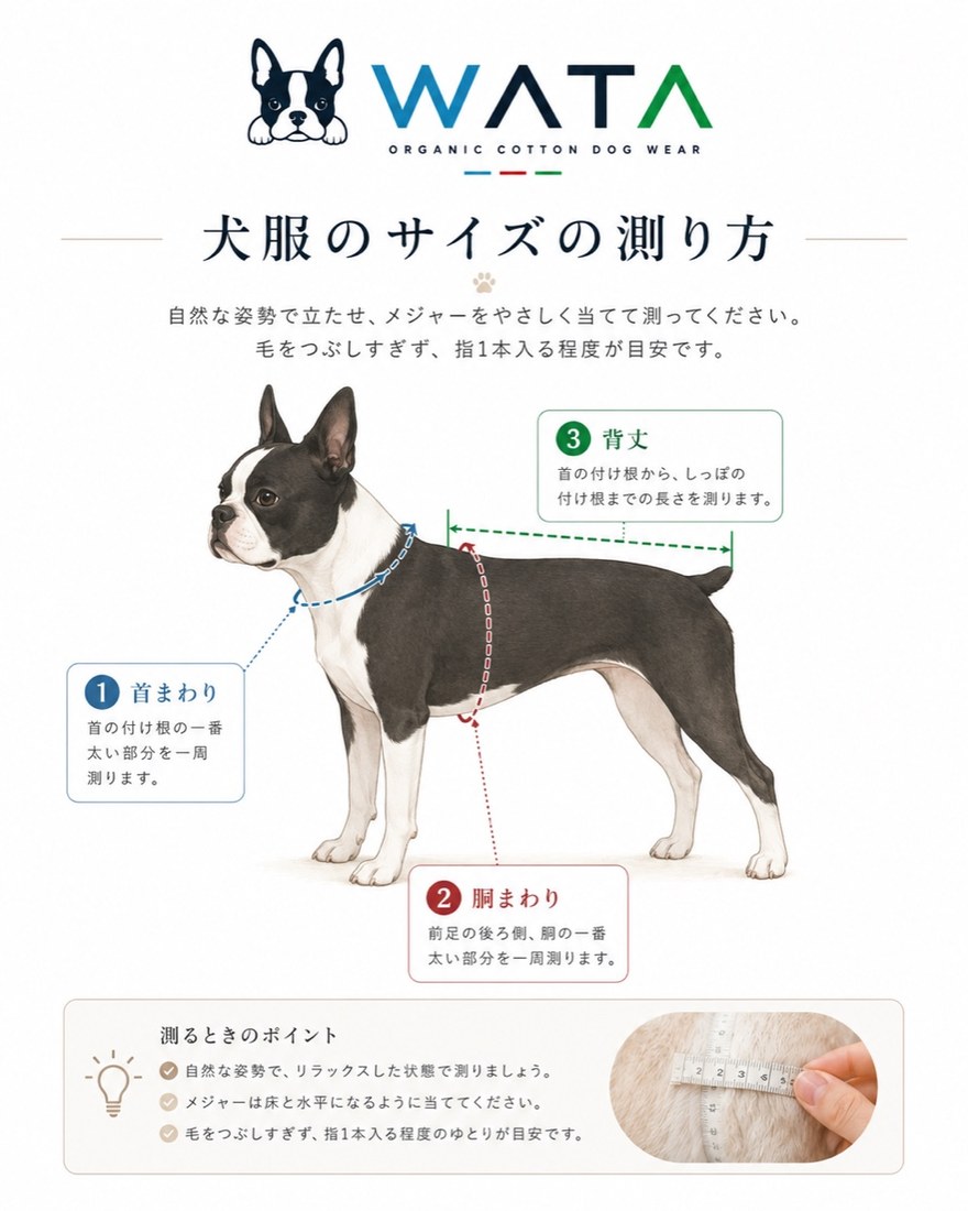 犬服のサイズの測り方。①首まわり＝首の付け根の一番太い部分を一周。②胴まわり＝前足の後ろ側、胴の一番太い部分を一周。③背丈＝首の付け根からしっぽの付け根までの長さ。自然な姿勢で立たせ、毛をつぶしすぎず、指1本入る程度のゆとりを目安に測ります。