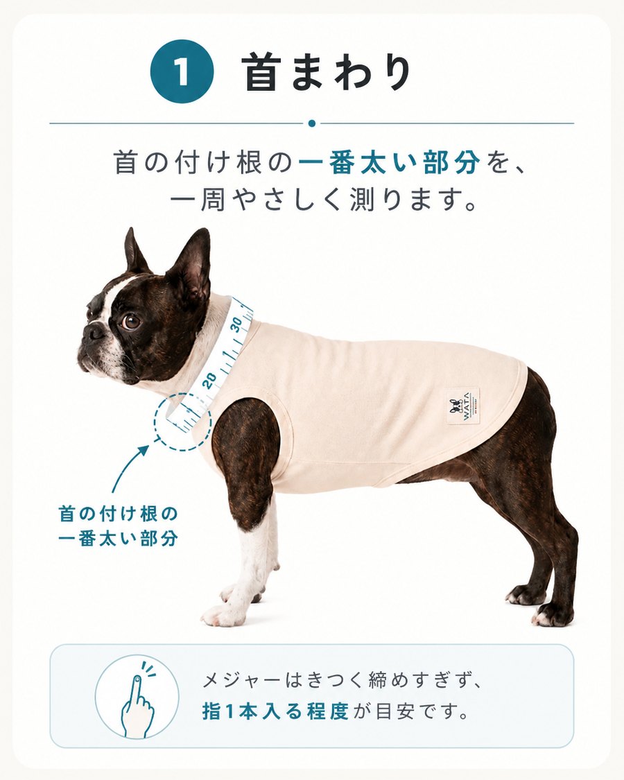 ステップ1 首まわり:首の付け根のいちばん太い部分を一周やさしく測ります。メジャーは指1本入る程度が目安です。