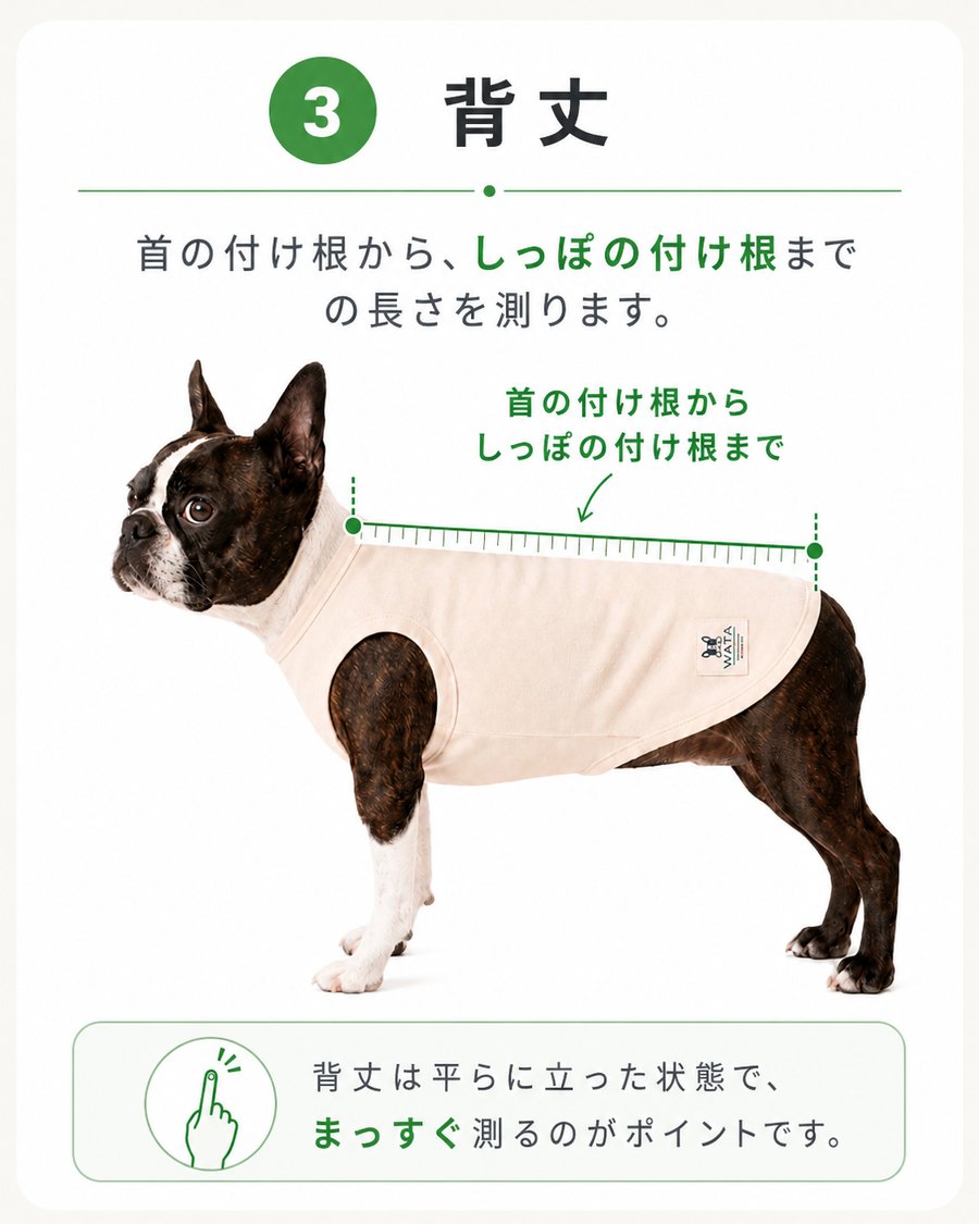 ステップ3 背丈:首の付け根からしっぽの付け根までを、平らに立った状態でまっすぐ測ります。